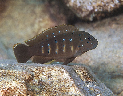 Eretmodus cyanostictus 'Ulwile Island'